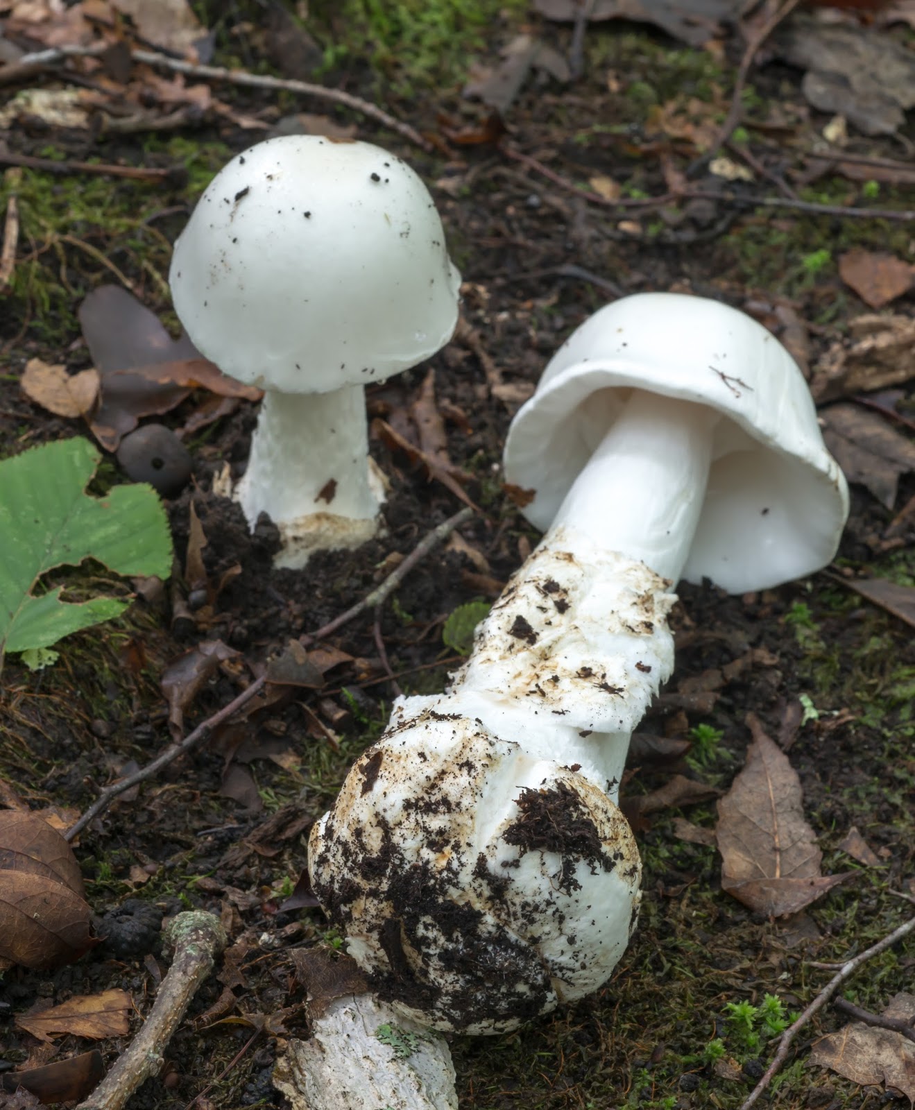 The 3 Foragers Foraging for Wild, Natural, Organic Food Autumn