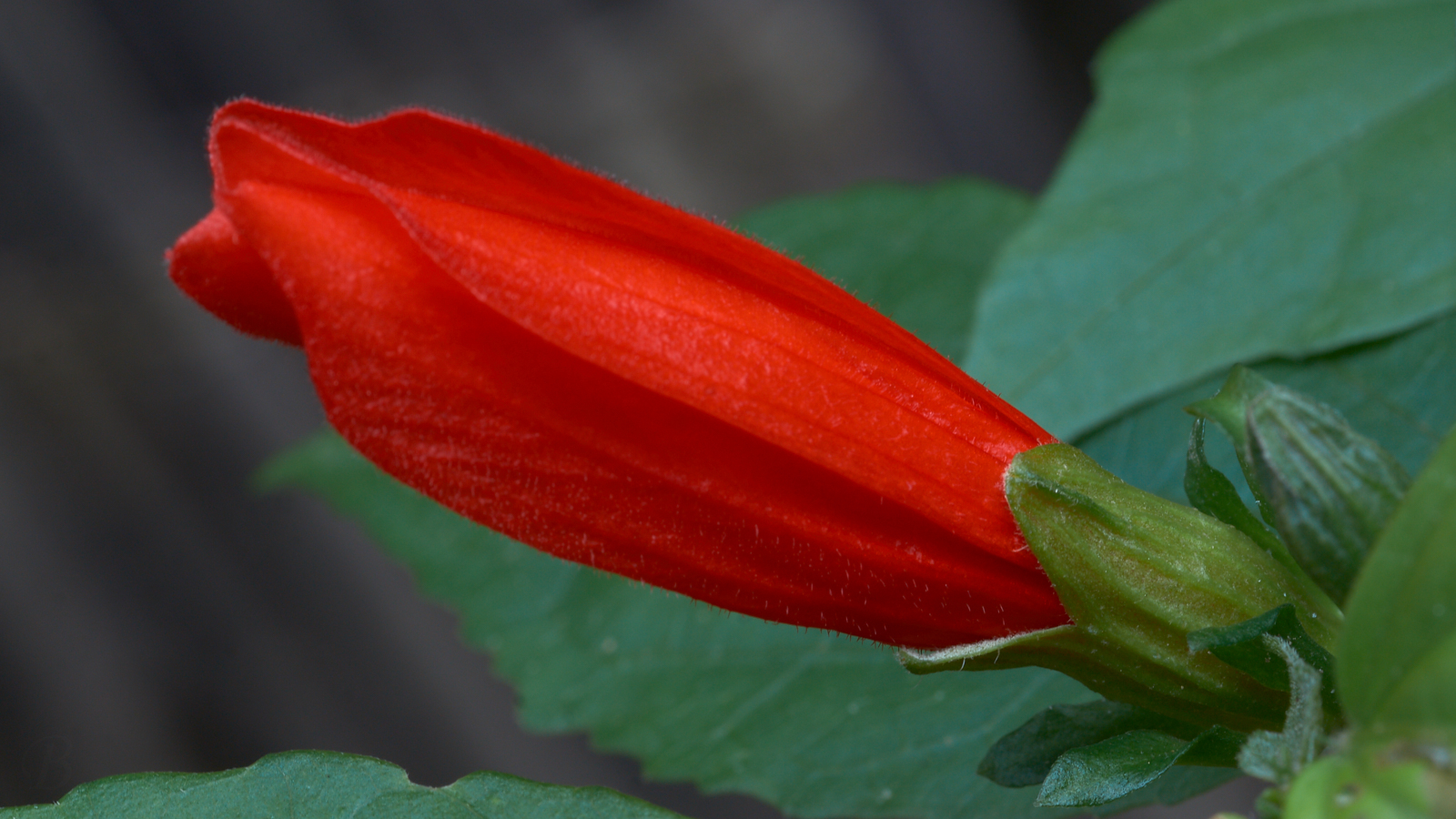 Bright Bold Subtle ~ Red Hibiscus