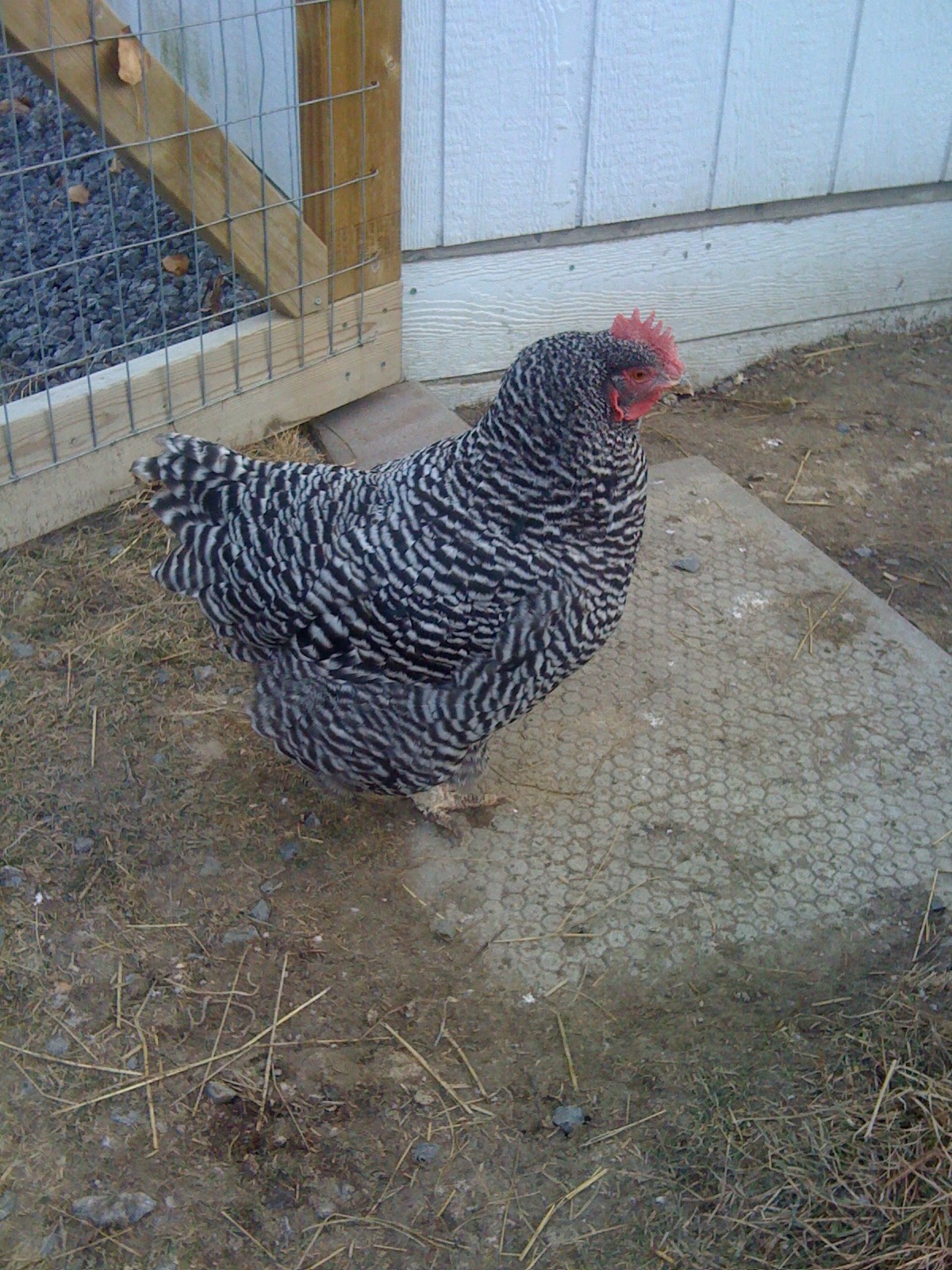 Gael Glen Farm & Apiary (Debatable) Poultry Progress