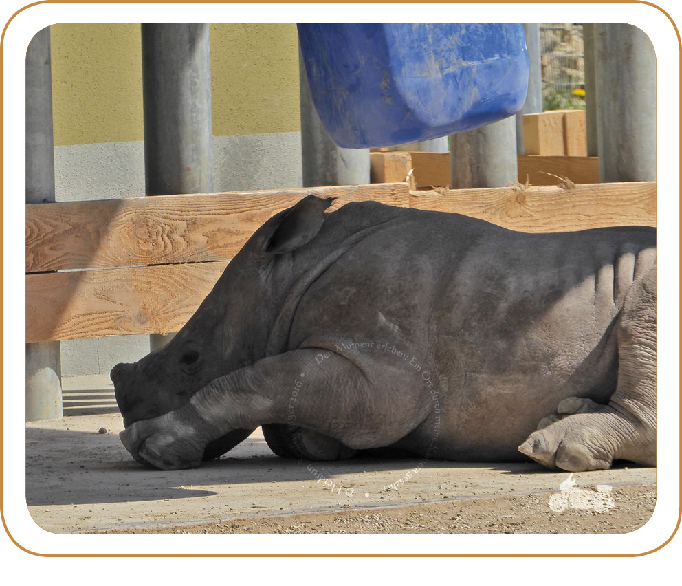 Der Löwe ist los...