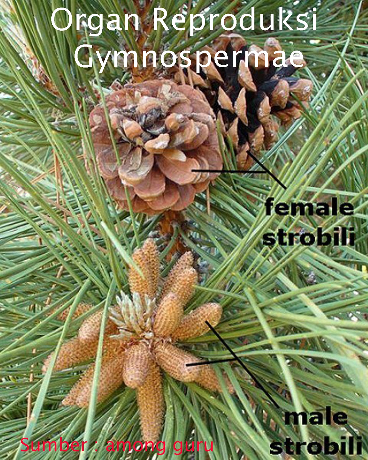 Gambar tumbuhan Gymnospermae