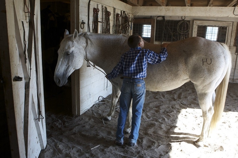 Stand Up! How to Train Your Horse to Stand for the Farrier