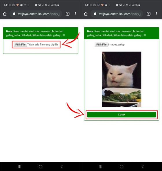 Cara Membuat KTP untuk Kucing Kesayangan Menit info