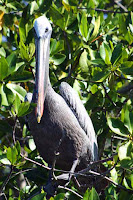 Pelican in Mangroves at Elizabeth Bay, Isabela Island, Galapagos