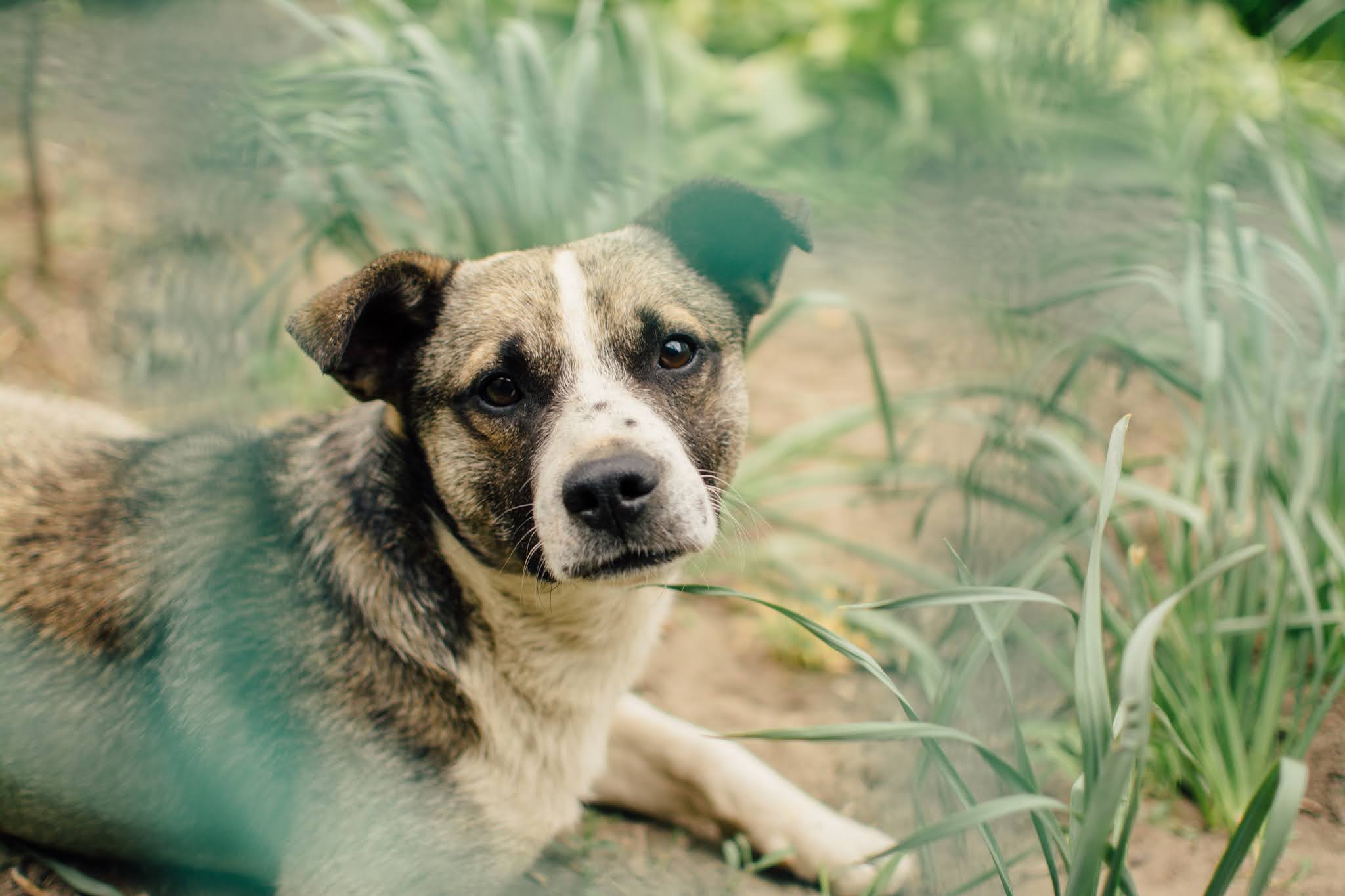 Köpek HD Geniş Ekran Duvar Kağıtları 6 HD Duvar Kağıtları