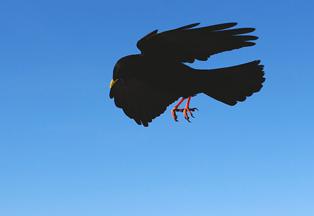 Untersberg Ravens