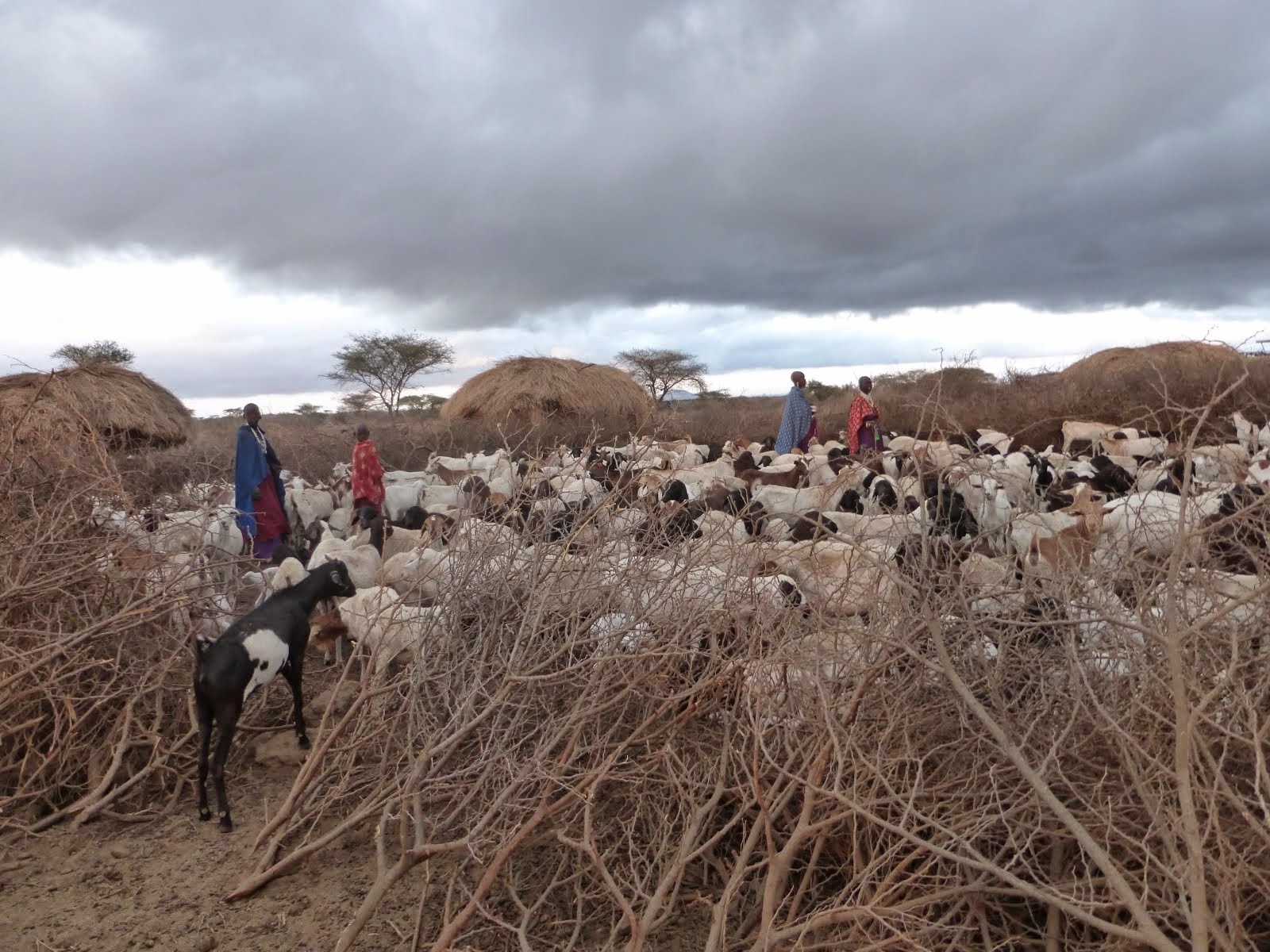 Maasai village and goat herd