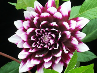  Gambar  Bunga  Dahlia  Yang Indah Kumpulan Gambar 