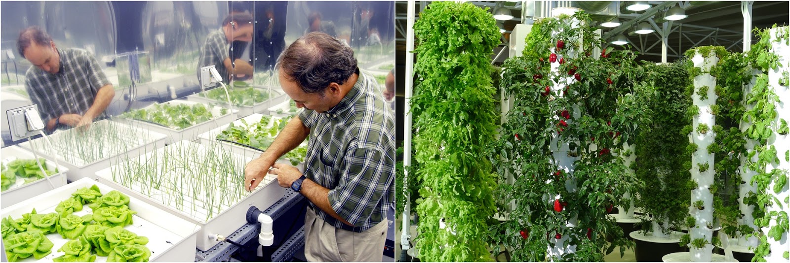 الزراعة المائية في مصر