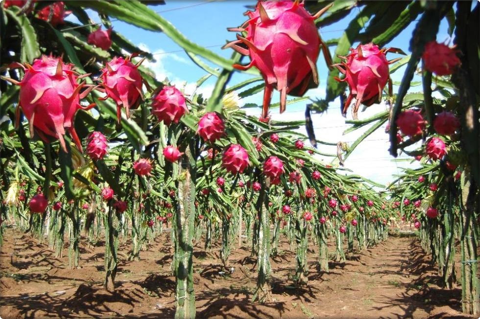 Pitaya planta cuidados