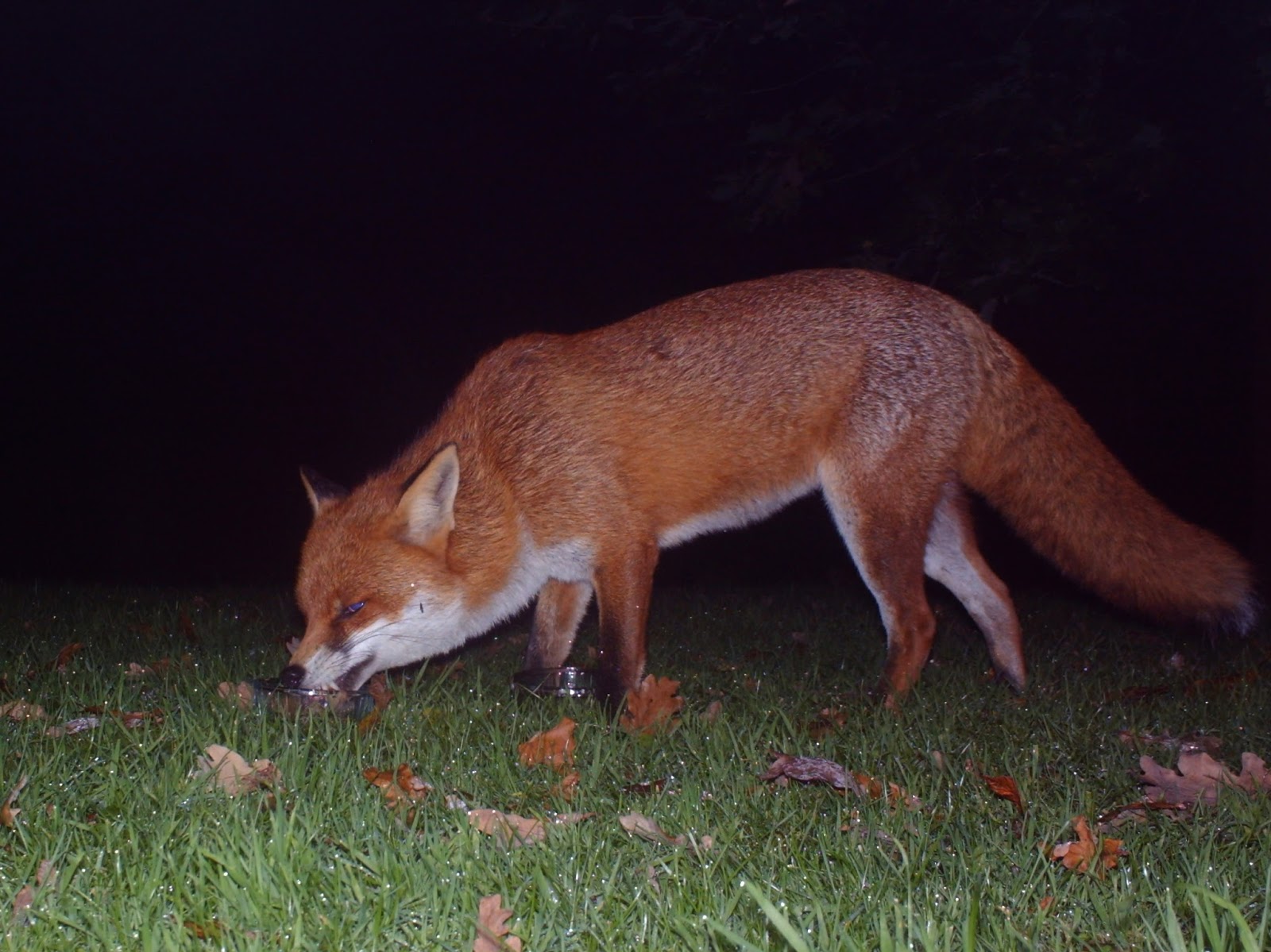 TrogTrogBlog Nighttime trail camera Fox in the garden
