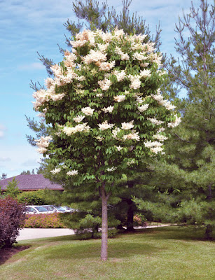 Ivory silk lilac tree pros and cons