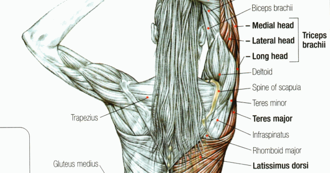 Lower Back Pain Relief: How to Stretch the Tricep Muscle