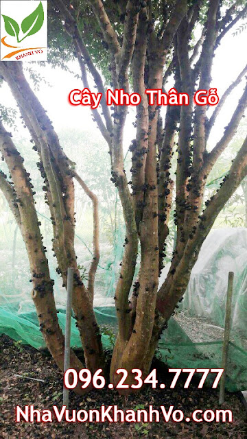 cay-nho-than-go-tphcm-co-trai.jpg