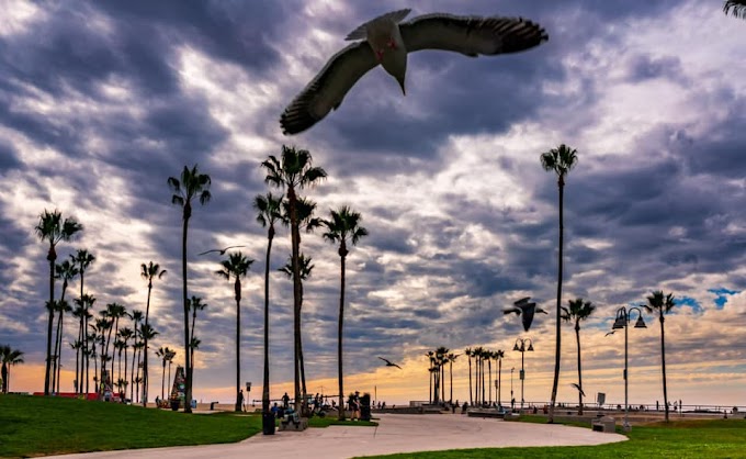 Landing at Venice Beach, Los Angeles - California