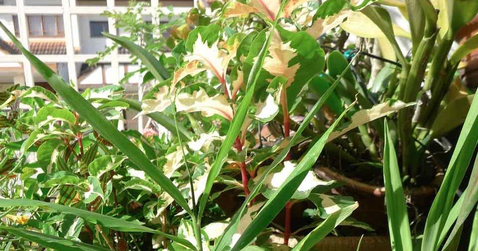 MY PLANT FINDER Plant Guide Zingiber officinale