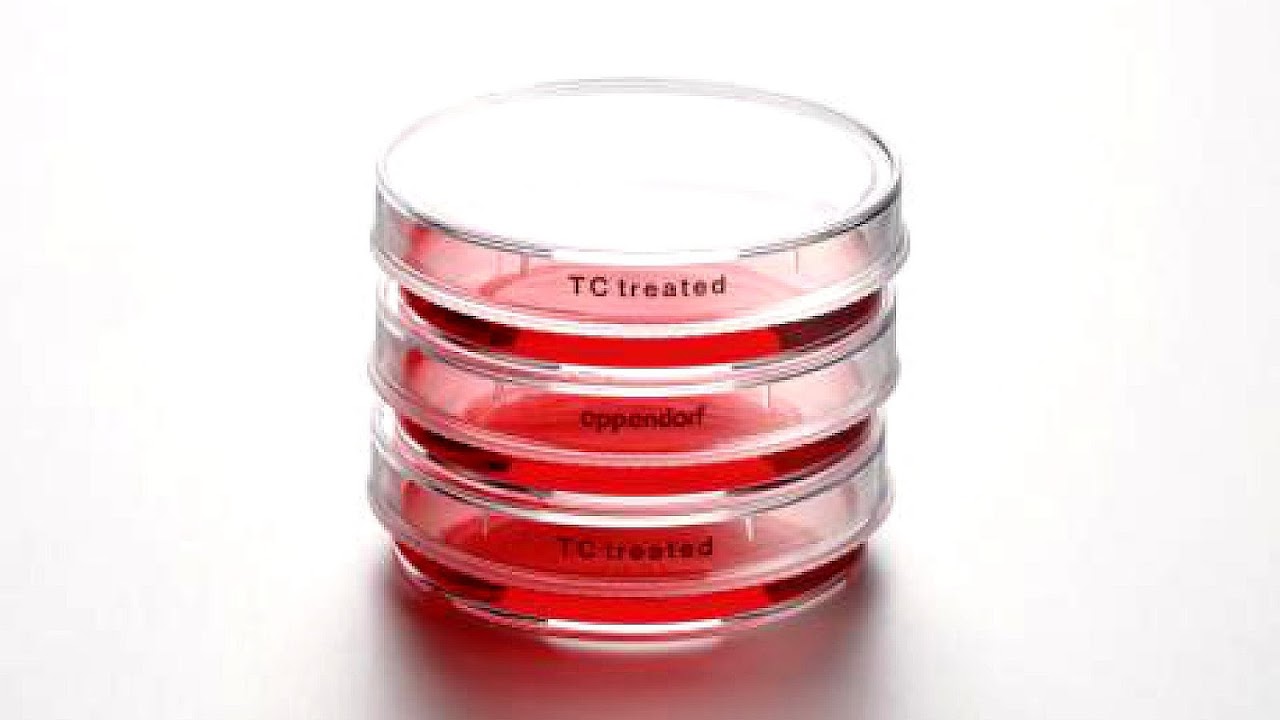 Cell Culture Dishes Dish Choices