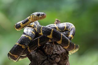 gambar ular cincin emas atau tali wangsa