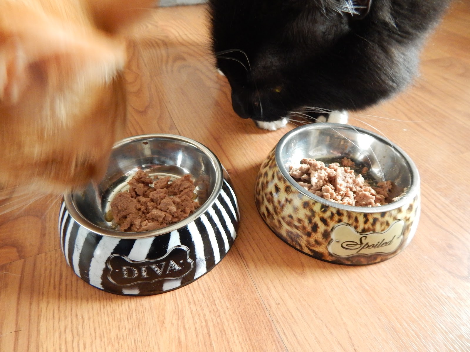 test of the wild cat food