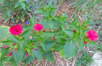 four o'clock, Mirabilis jalapa four o'clock, Mirabilis jalapa