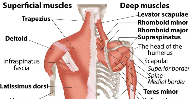 Anatomi Otot Bahu Pada Tubuh Manusia - Anatomi Tutorial