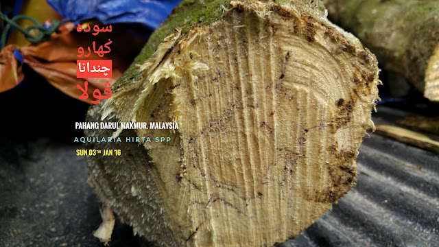 Low grade of agarwood that usually been use for making oil