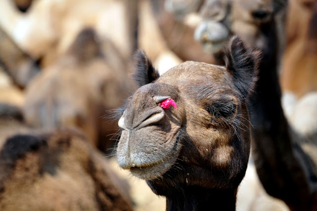 pushkar rajasthan camel fair