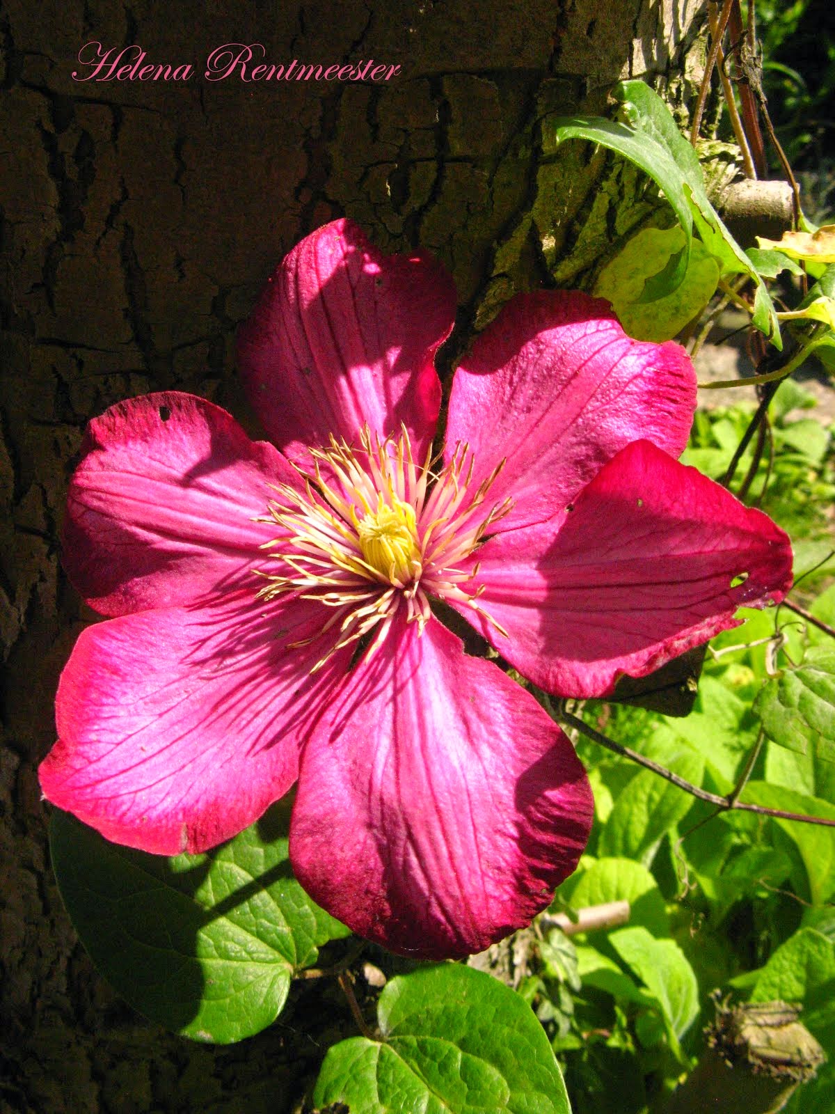 Clematis "Ville de Lyon"