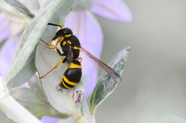 Ancistrocerus longispinosus Ancistrocerus longispinosus