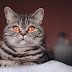 Aku Bukan Kucing Itu