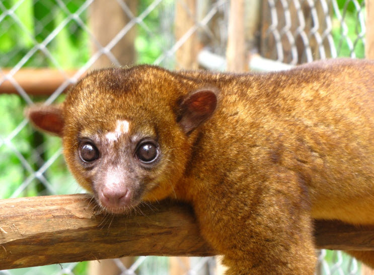 Kinkajou The Life of Animals