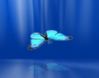 blue-butterfly-picture