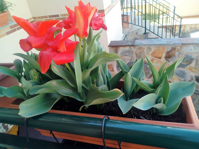 Tulipanes (Tulipa "Red Riding Hood")