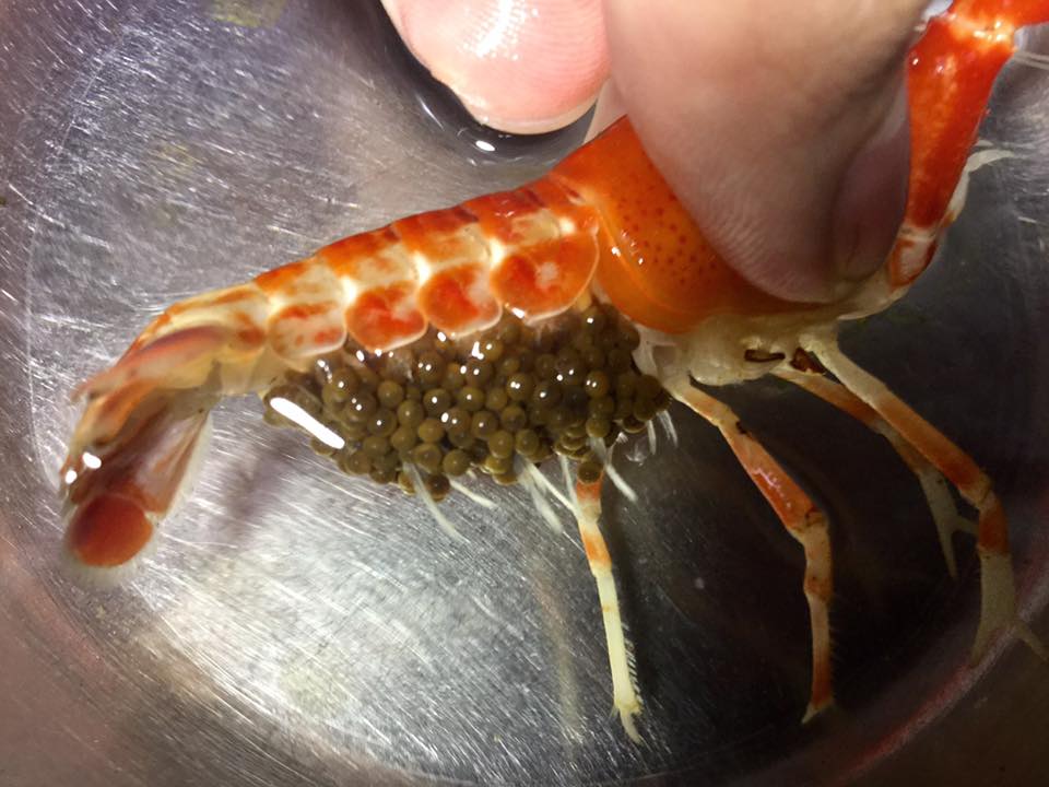 CrayFish (Orange Ghost) TÔM THỦY SINH