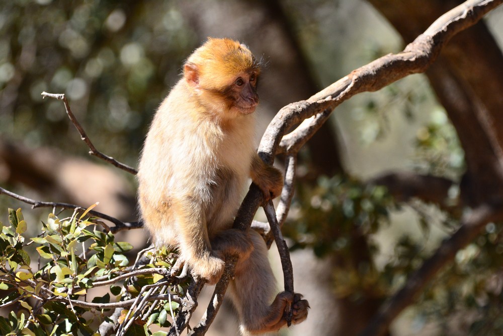 un jeune macaque Maroc