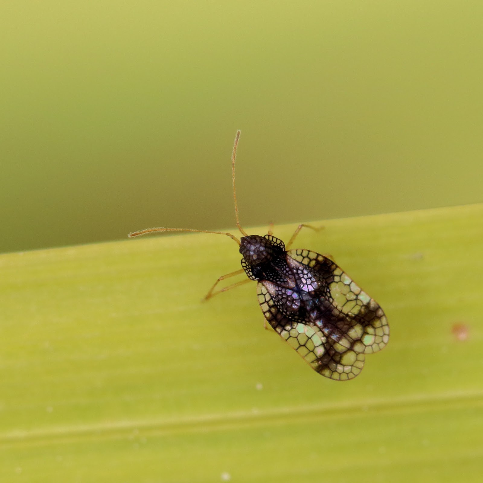 East Glamorgan Wildlife Another Andromeda Lacebug