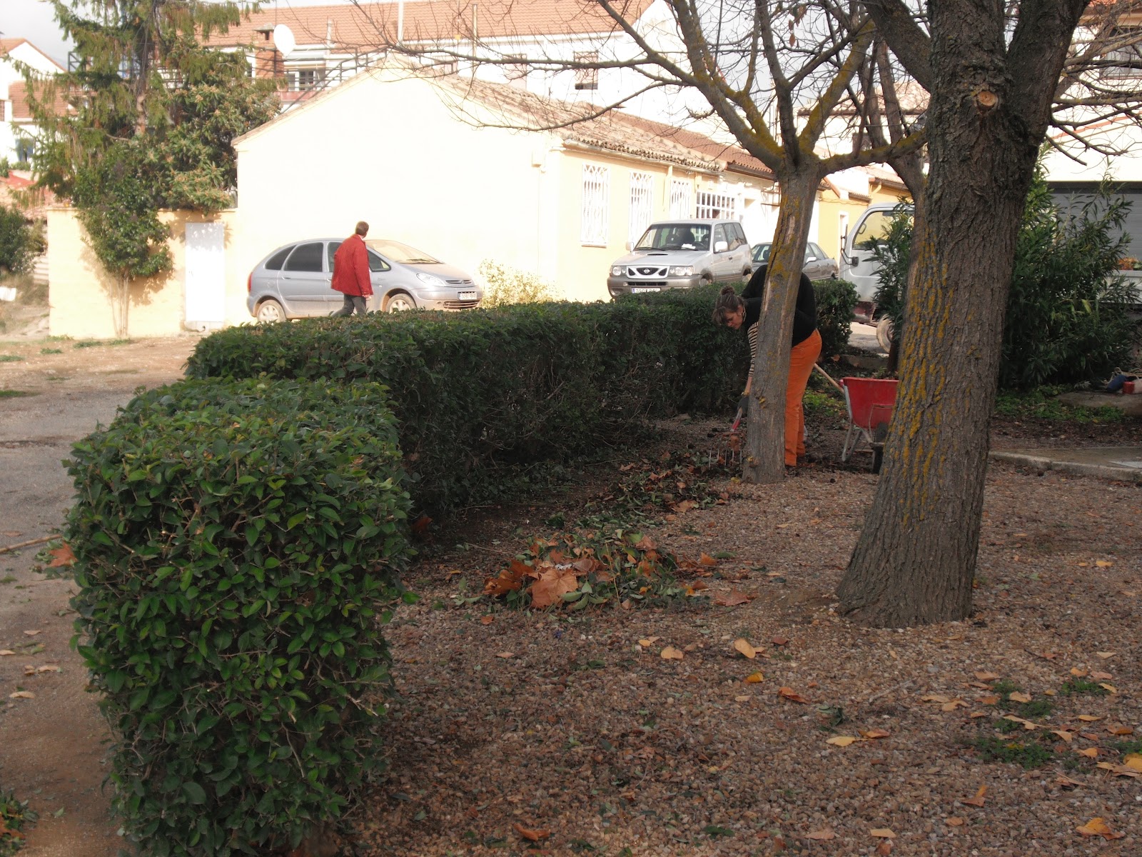 Ayerbe Taller de Empleo Jardineria: Poda de seto en el Parque de los