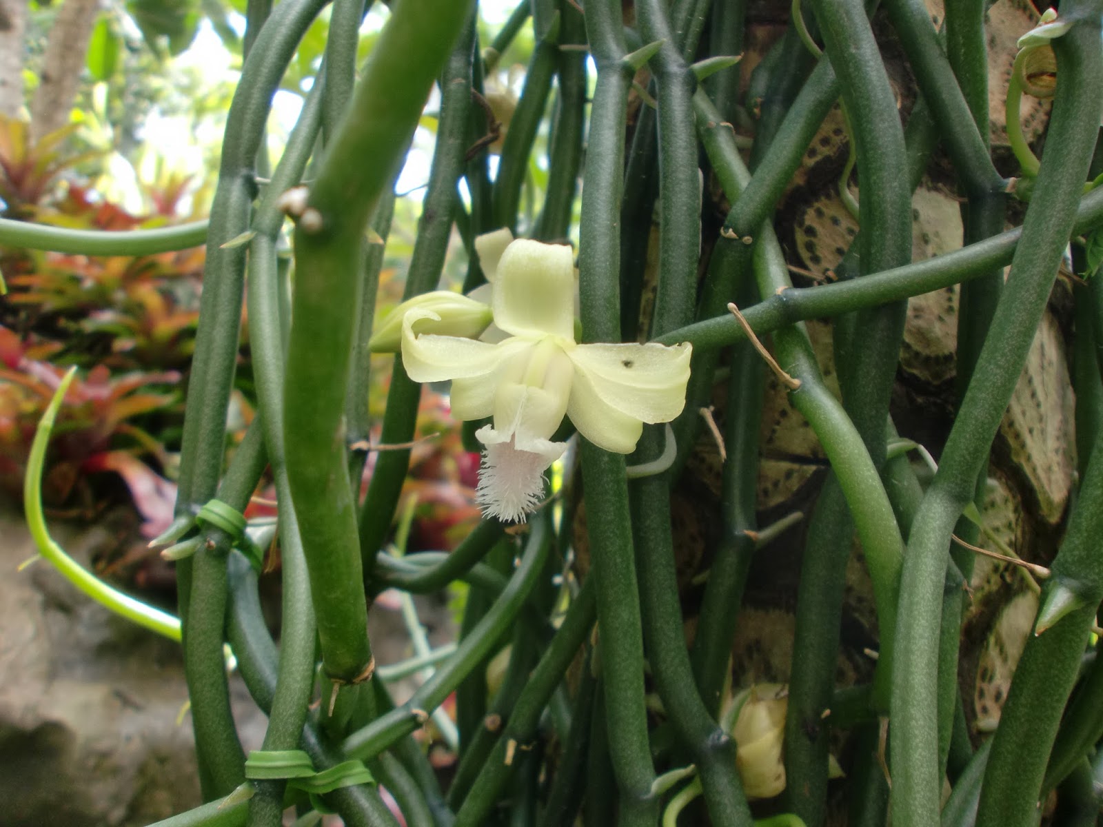 ６０歳で無職の優雅な日々 バニラ アフィラ Vanilla Aphylla