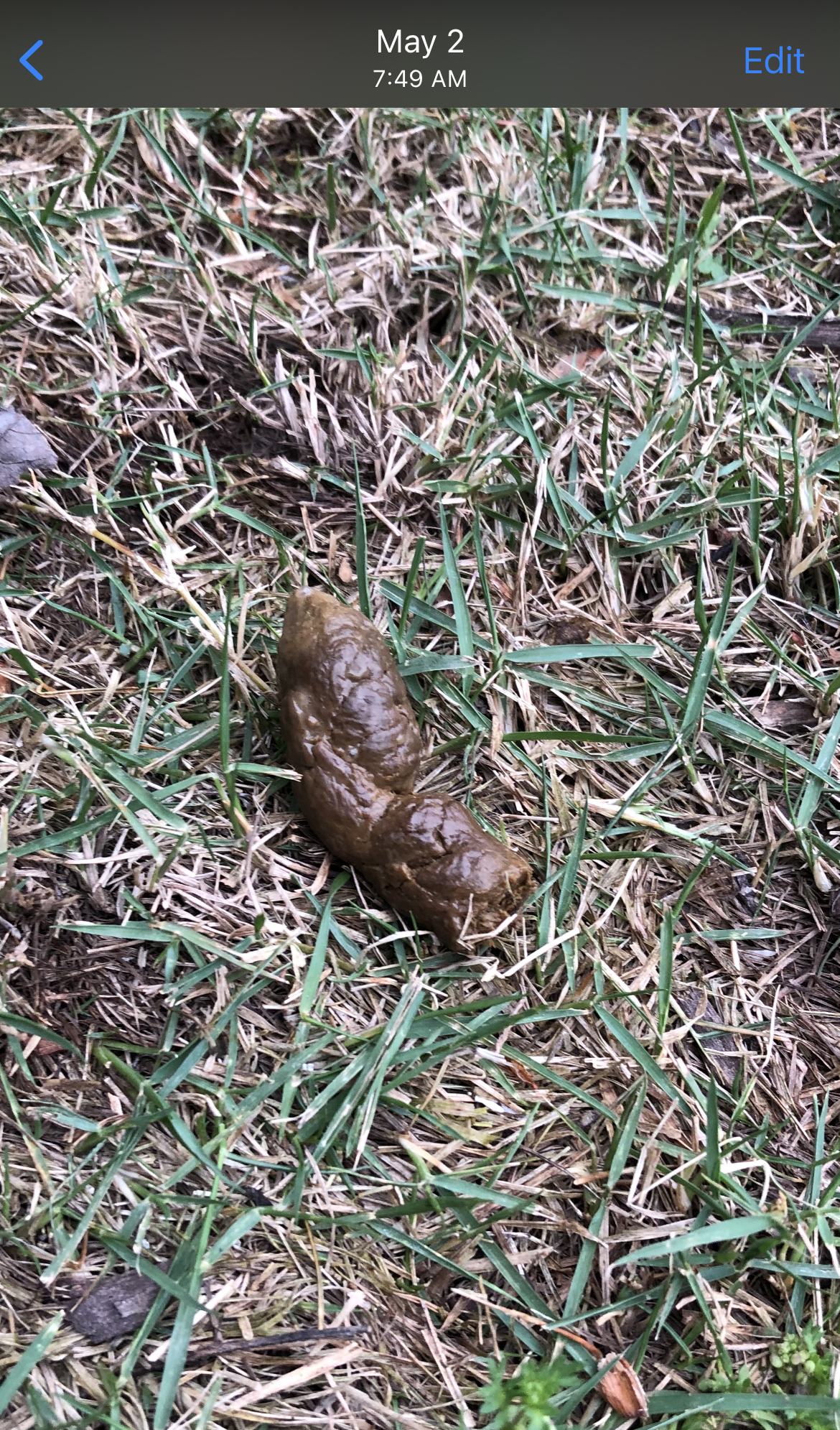 Giardia in Dogs & Puppies How I Got Rid of it Naturally Hannah Ra