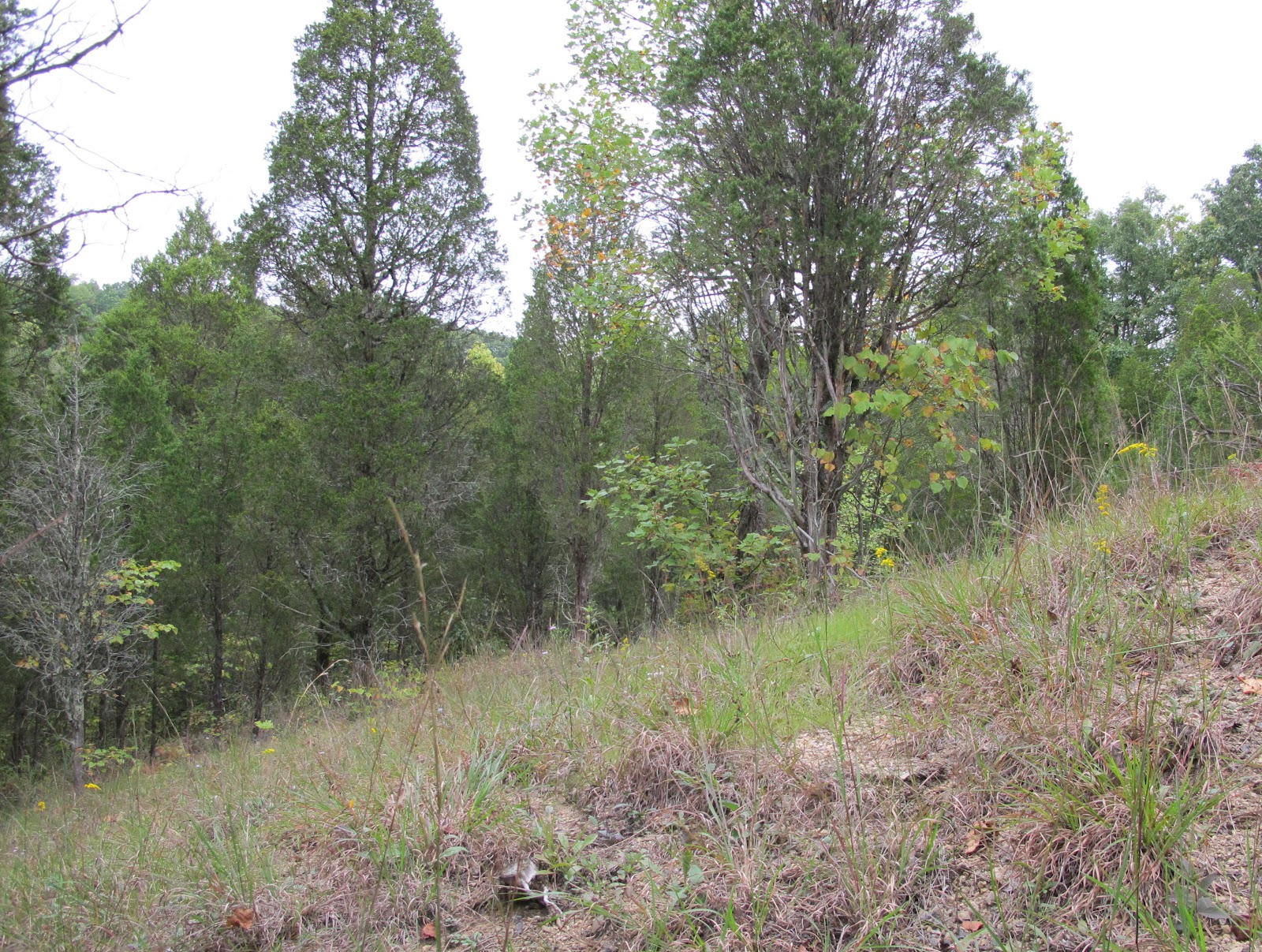 Blue Jay Barrens Steep Hill Clearing Site