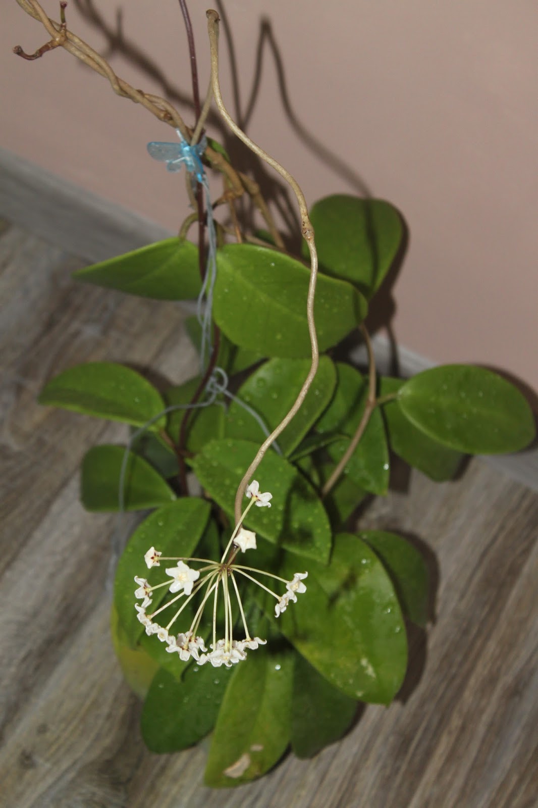 Hoyapassion: Hoya monetteae - kwitnąca premiera