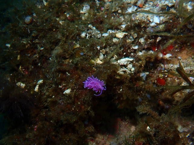 Edmundsella pedata Edmundsella pedata