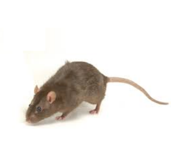 Angka Erek Erek Tikus 2d 3d 4d Dalam Buku Mimpi