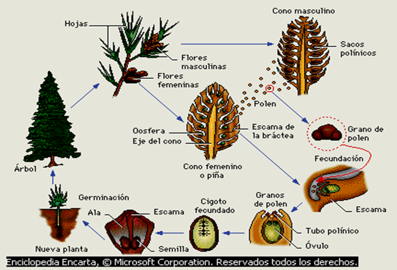 BIOLOGIA GAMETOS VEGETALES II