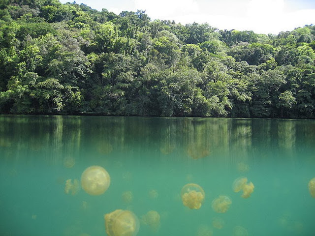El Lago de las Medusas en Palau