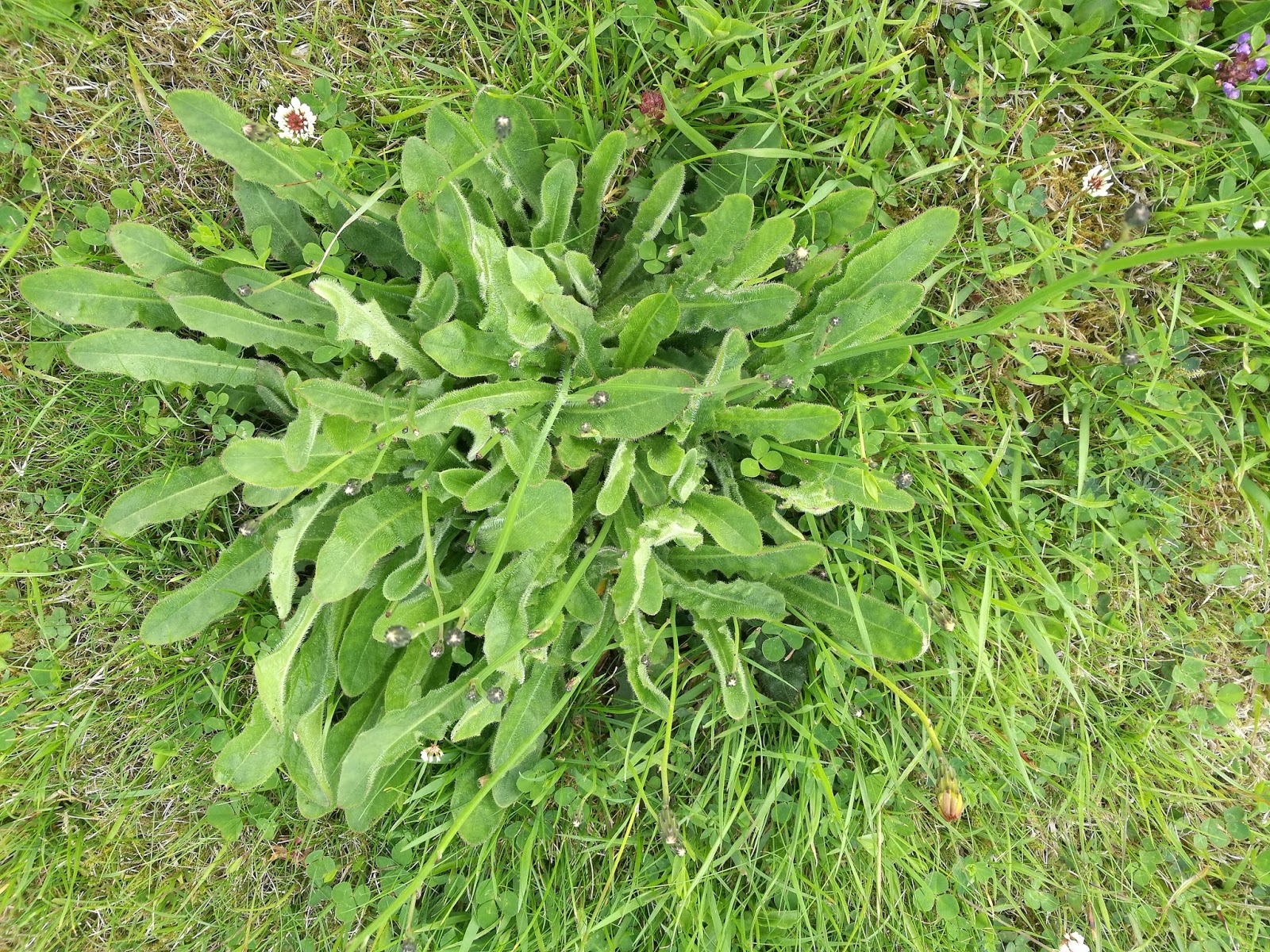 we like it when it is windy Plantspotting. July. Irish wild flowers