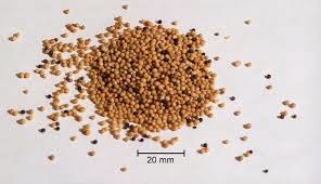 bishop's weed to treat Ear Aches bishop's weed to treat Ear Aches