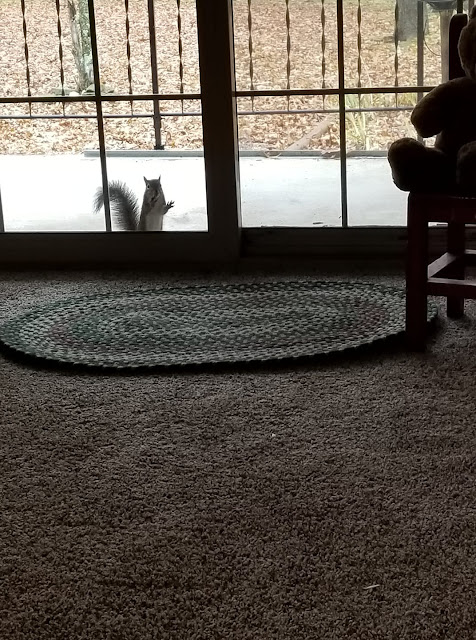 Gray squirrel standing on porch looking in sliding glass door
