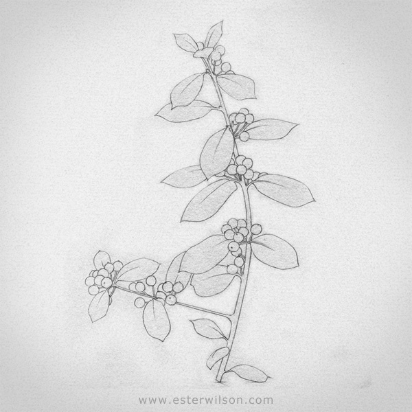 Holly Branch drawing - pencil on paper