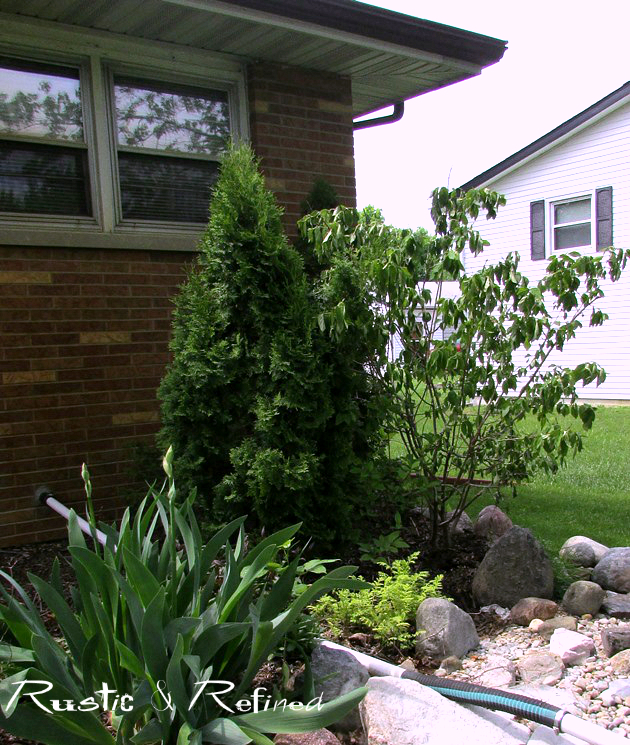 Plant Inventory At 20 Timothy Hydrangea Paniculata Panicle